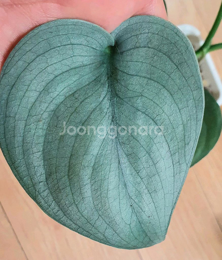스킨답서스 실버히어로--1