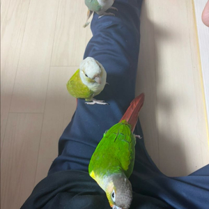 코뉴어 앵무새 분양