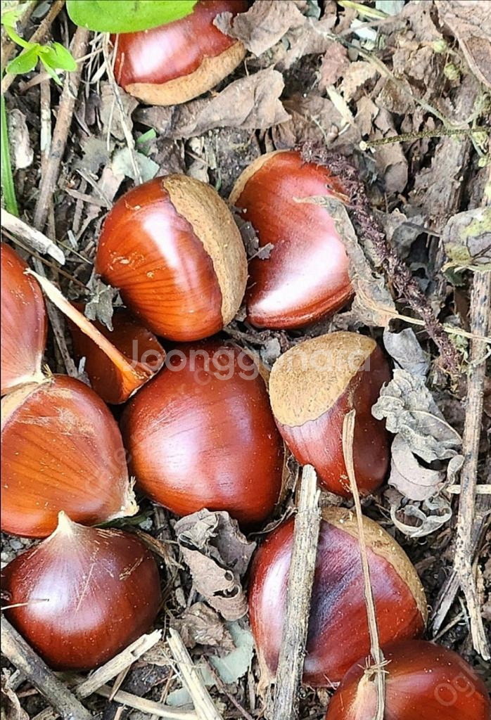 토종햇밤 (금촌)--0