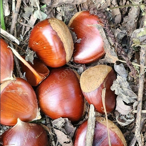 토종햇밤 (금촌)