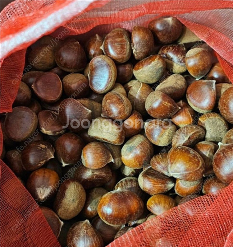 토종햇밤 (금촌)--1