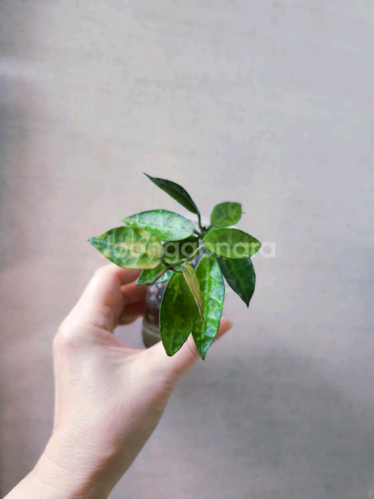 호야라쿠노사 아마릴로--0