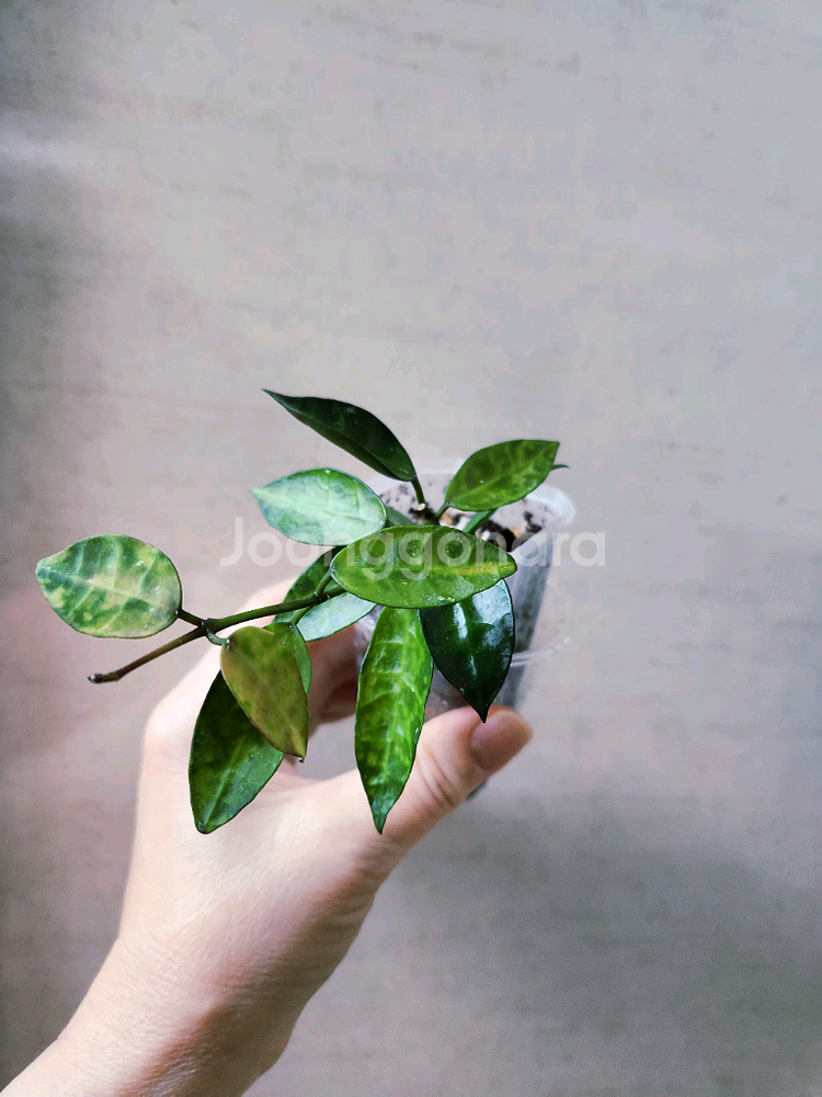 호야라쿠노사 아마릴로--1
