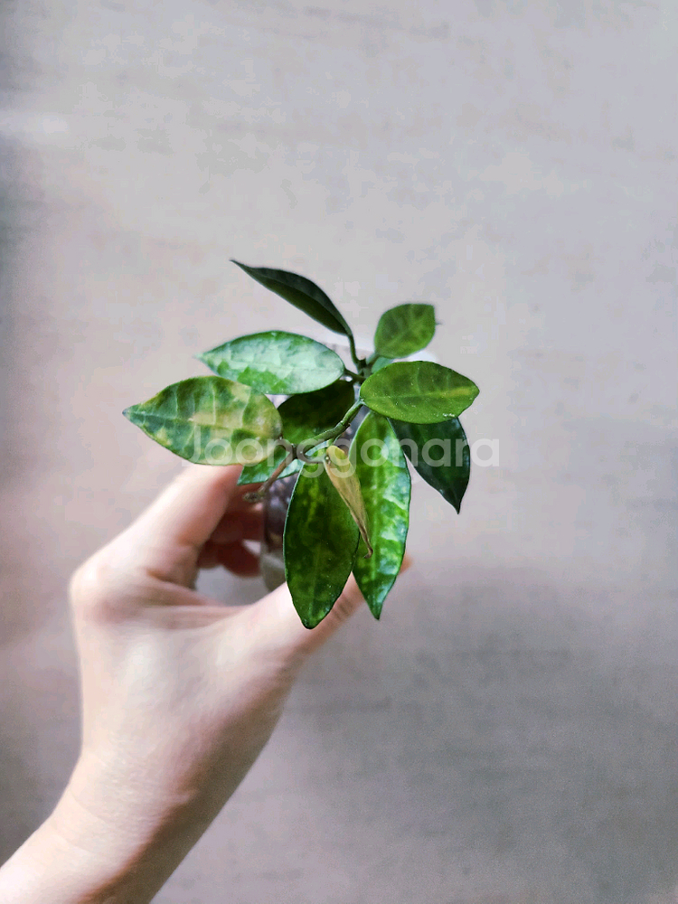 호야라쿠노사 아마릴로--3