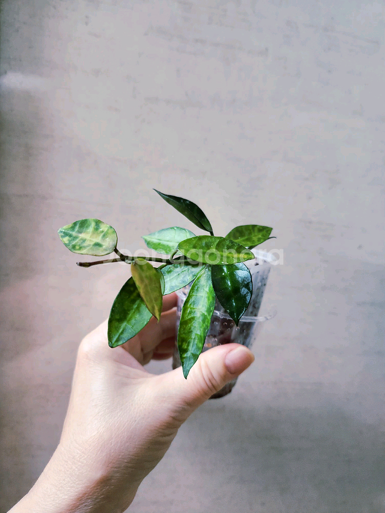 호야라쿠노사 아마릴로--4