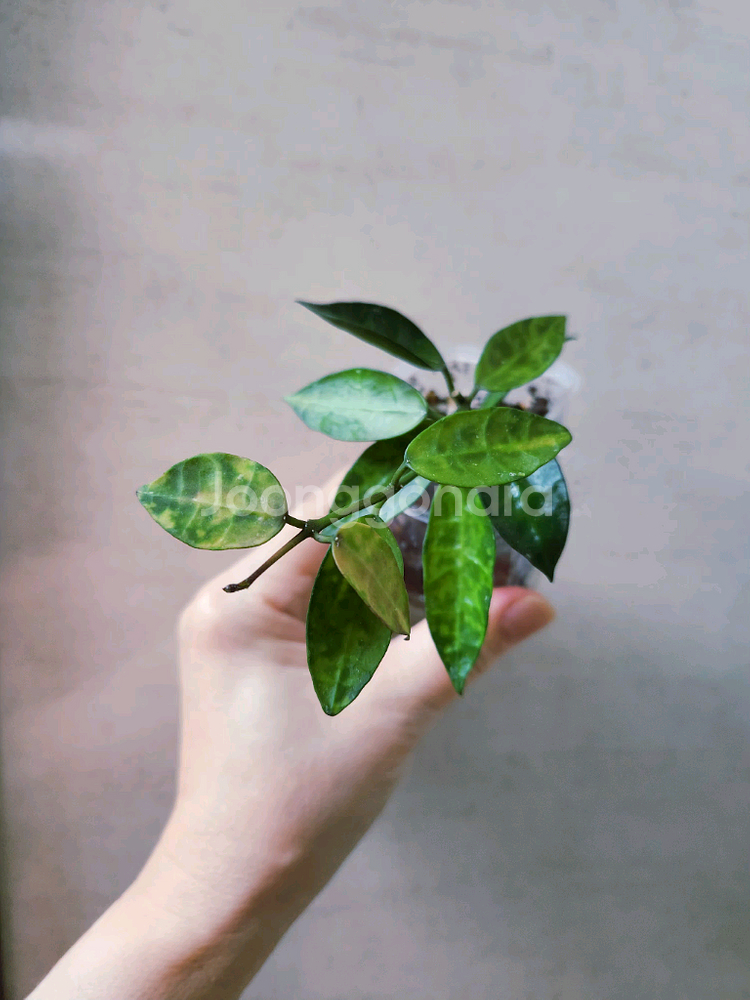 호야라쿠노사 아마릴로--2
