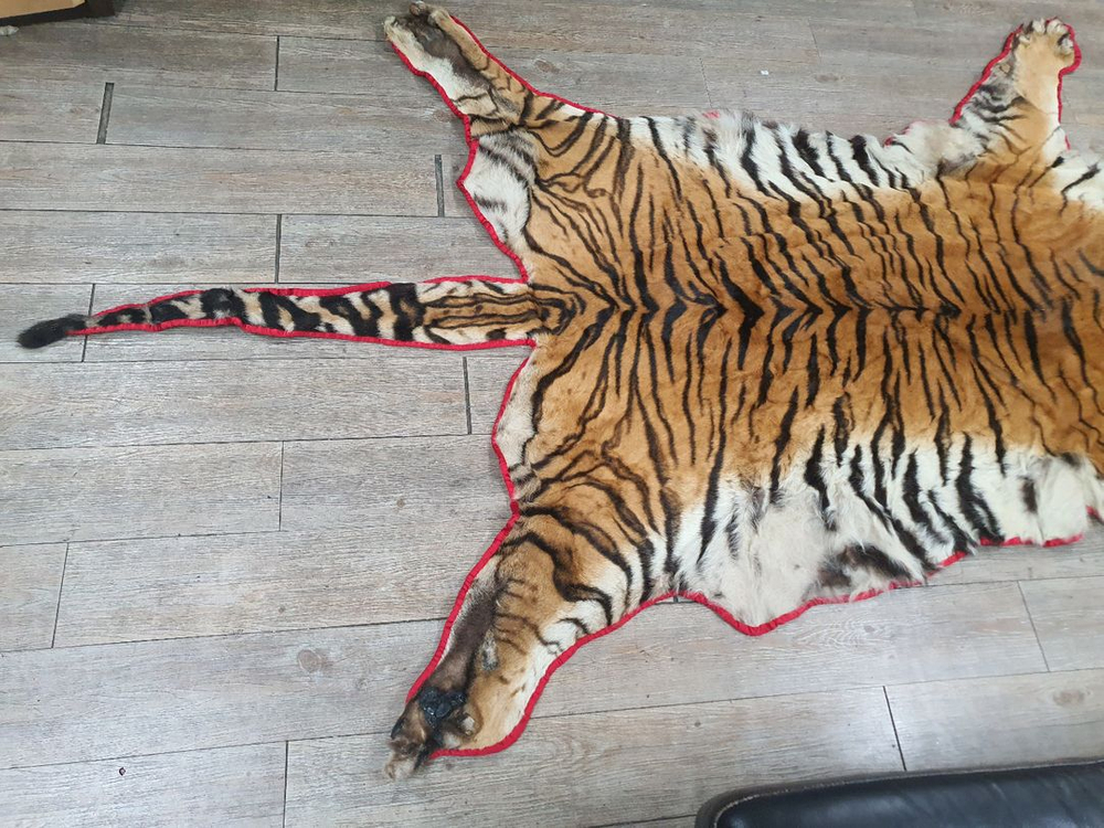 호랑이 오리지날 박제 모피--2