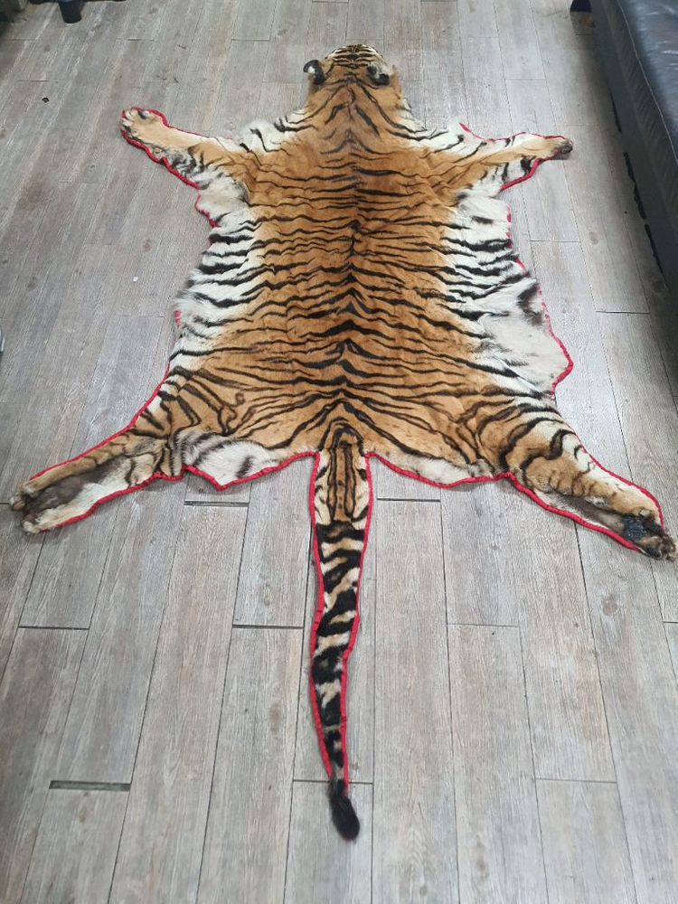 호랑이 오리지날 박제 모피--3