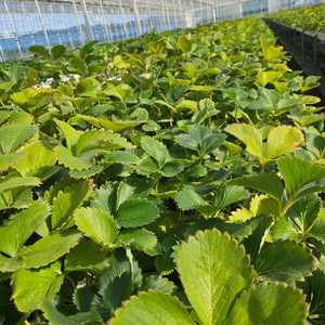 딸기모종 설향 정식모 판매해요 이미지