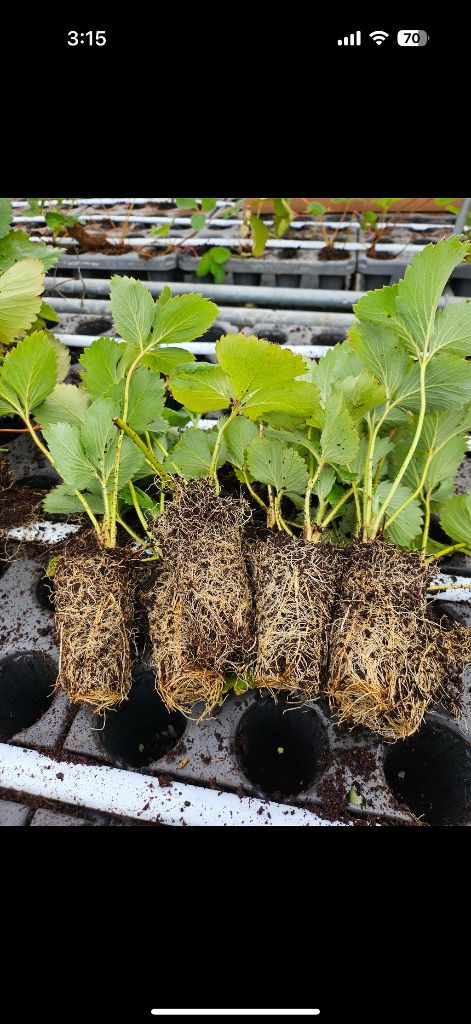 딸기모종 설향 정식모 판매해요 이미지