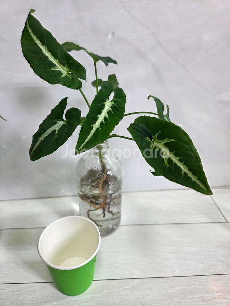 수경재배 7종일괄 _미칸.스킨.싱고니움등등--6