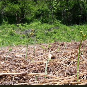 남해 무농약 토종 건고사리 100g