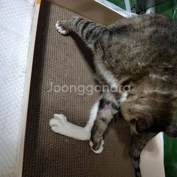 수도권민들레애견분양장구합니다--0