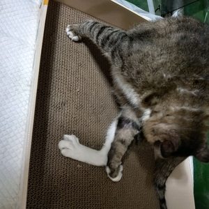 수도권민들레애견분양장구합니다