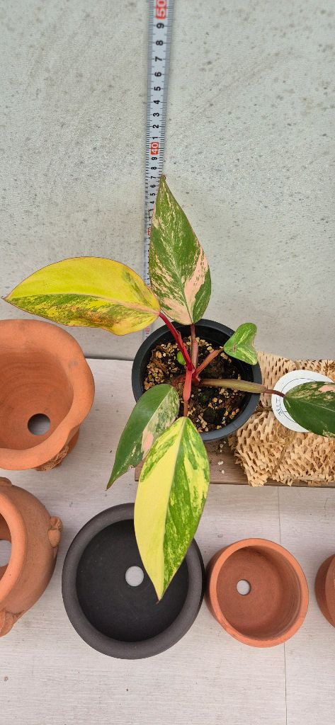 필로덴드론스트로베리쉐이크 이미지