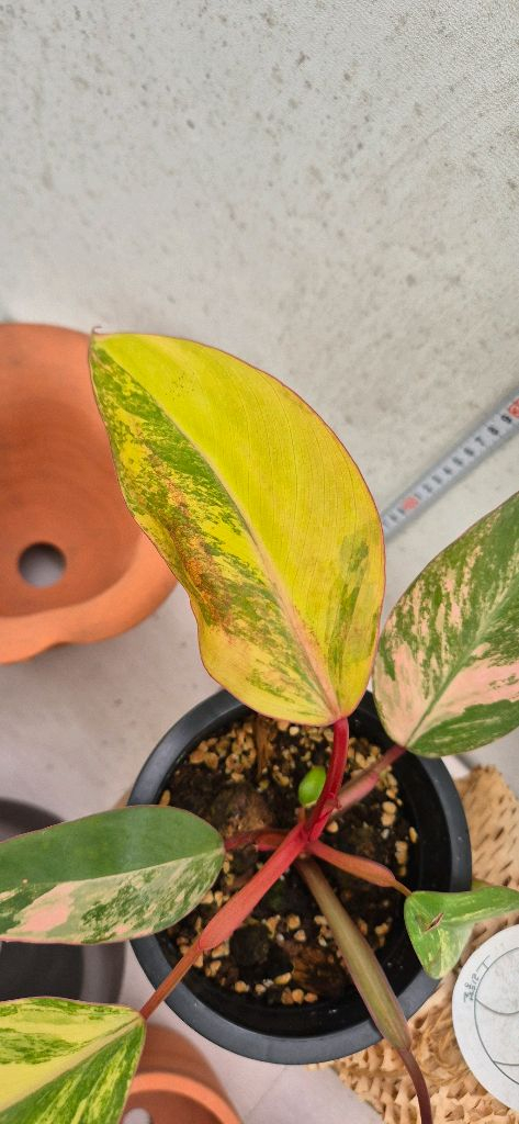 필로덴드론스트로베리쉐이크 이미지