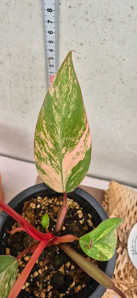 필로덴드론스트로베리쉐이크 이미지