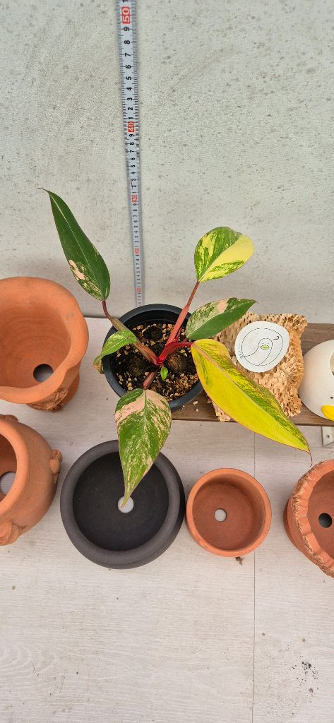 필로덴드론스트로베리쉐이크 이미지