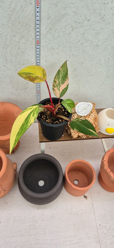 필로덴드론스트로베리쉐이크 이미지