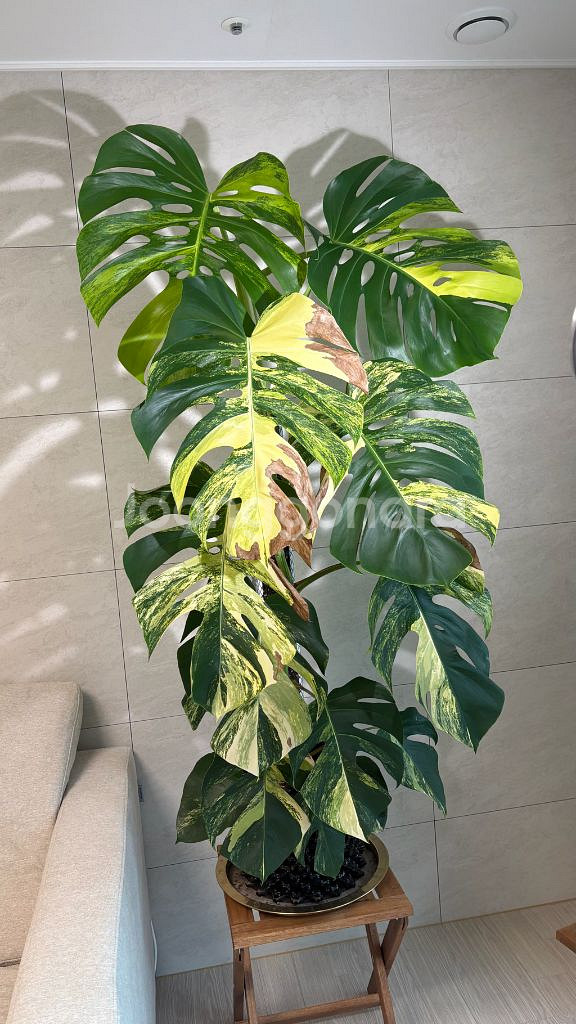 옐로우 몬스테라 초대품--0