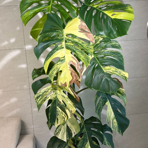 옐로우 몬스테라 초대품