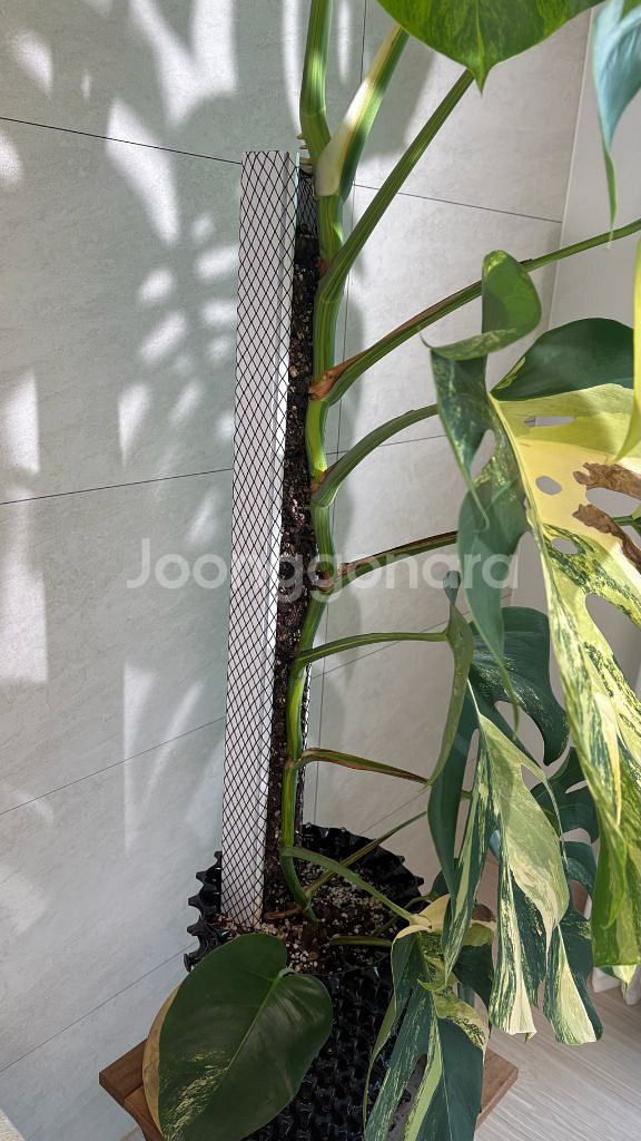 옐로우 몬스테라 초대품--2