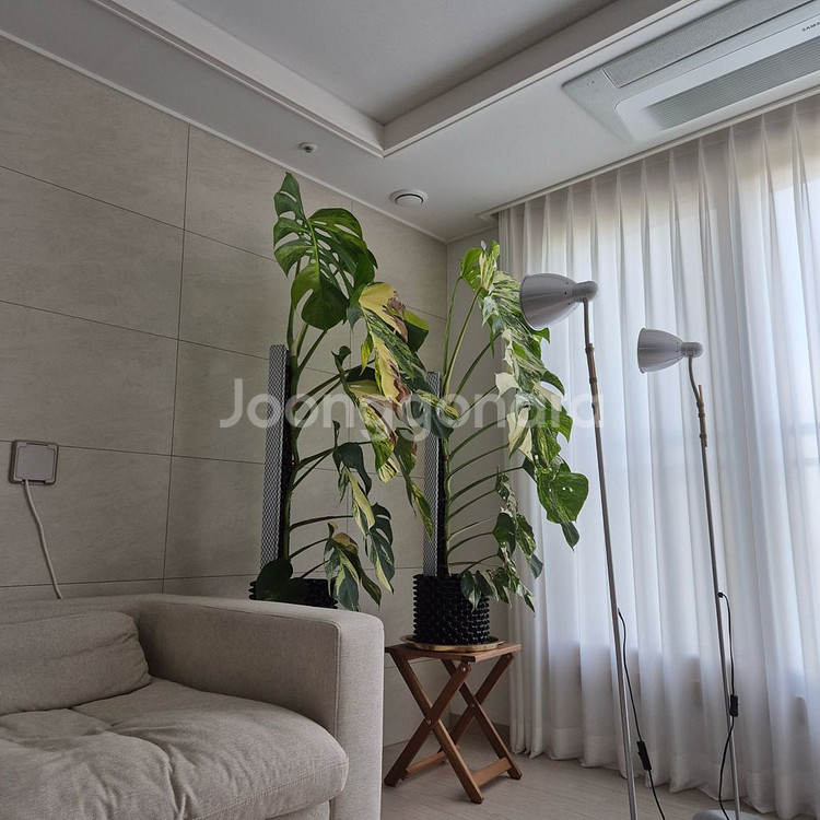 옐로우 몬스테라 초대품--1