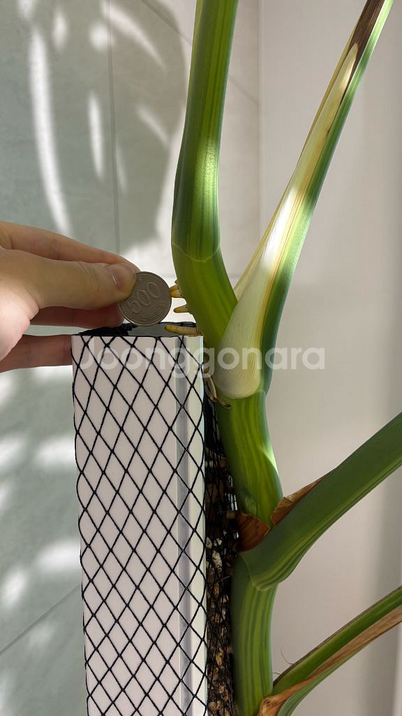 옐로우 몬스테라 초대품--3