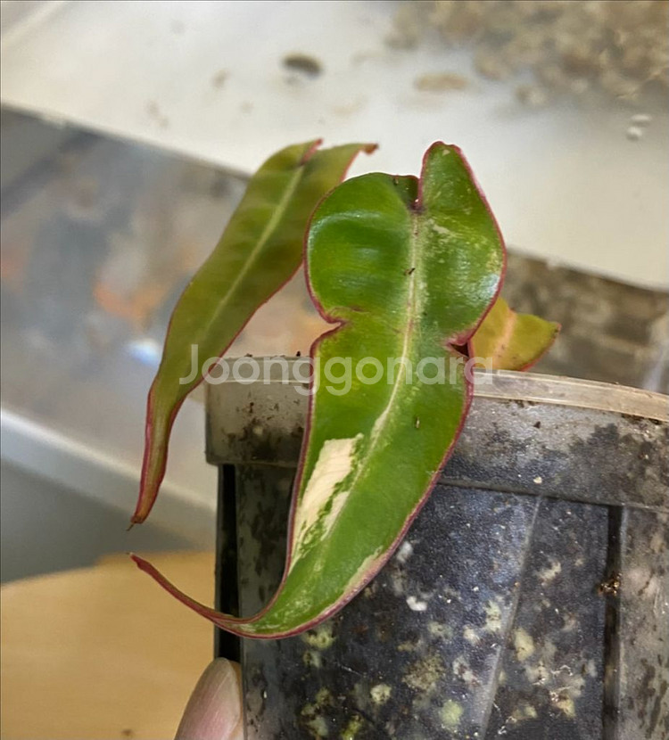 필로덴드론 빌리에티에 바리에가타--0