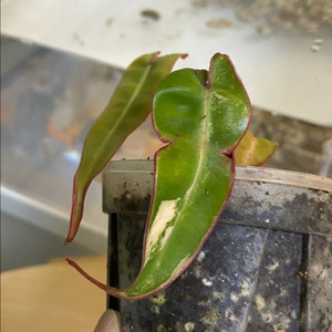 필로덴드론 빌리에티에 바리에가타