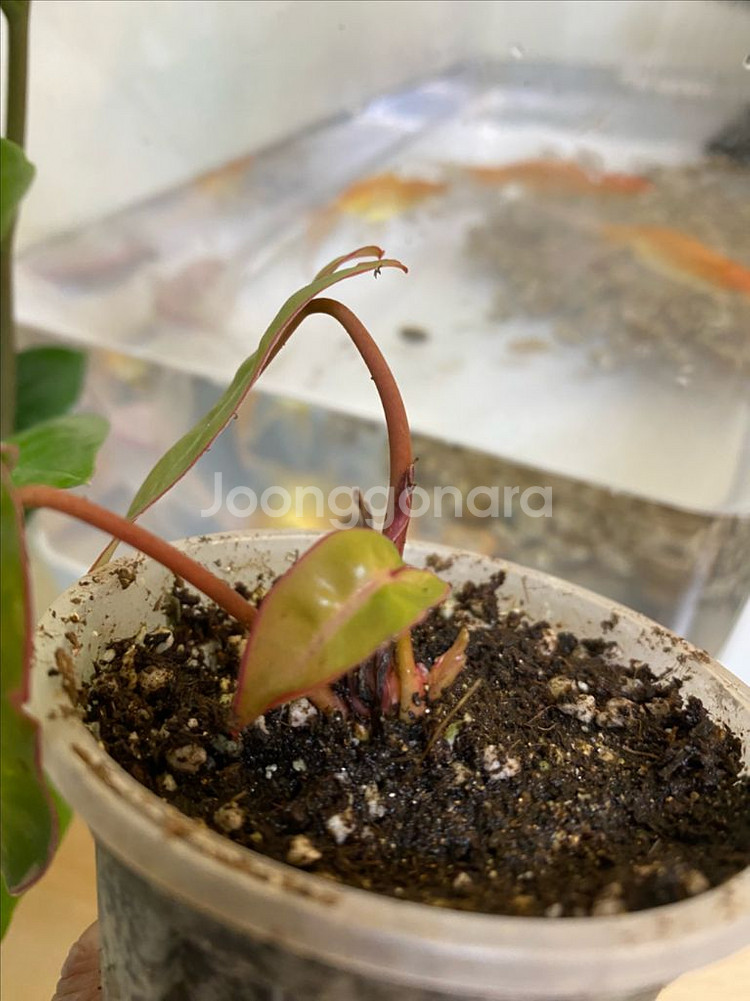 필로덴드론 빌리에티에 바리에가타--2