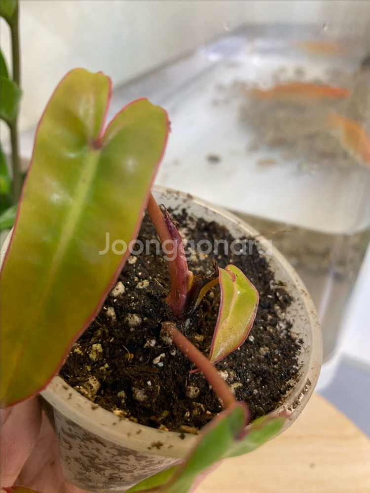 필로덴드론 빌리에티에 바리에가타--3