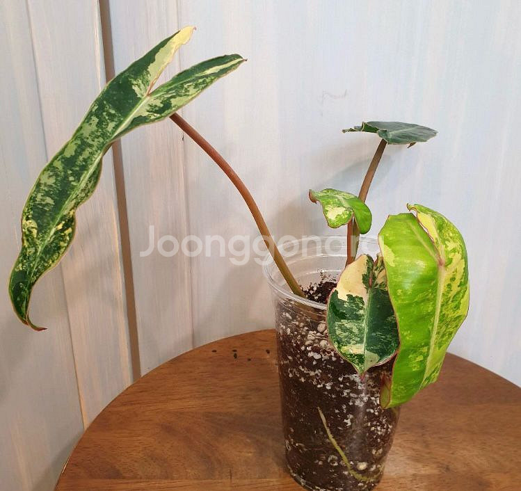 필로덴드론 빌리에티에 바리에가타--5