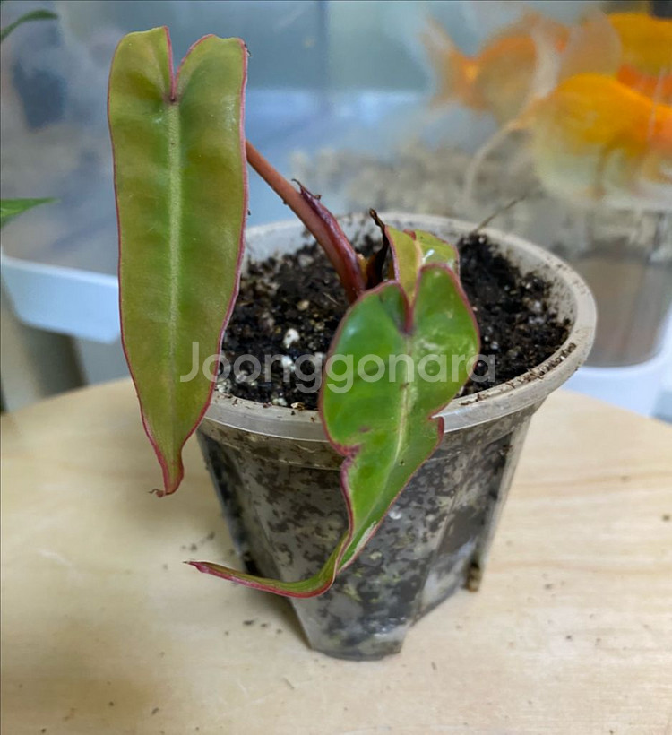 필로덴드론 빌리에티에 바리에가타--4