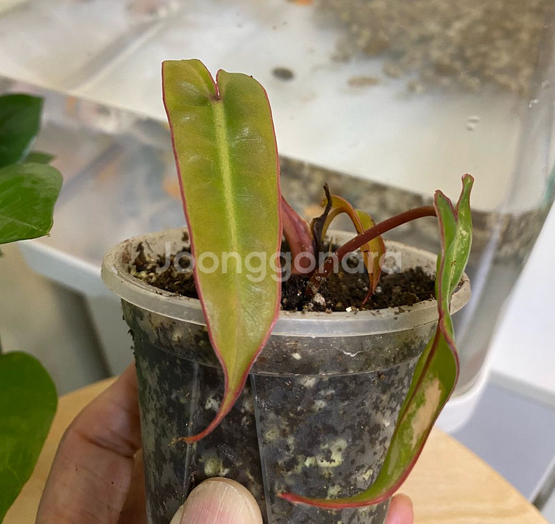 필로덴드론 빌리에티에 바리에가타--1