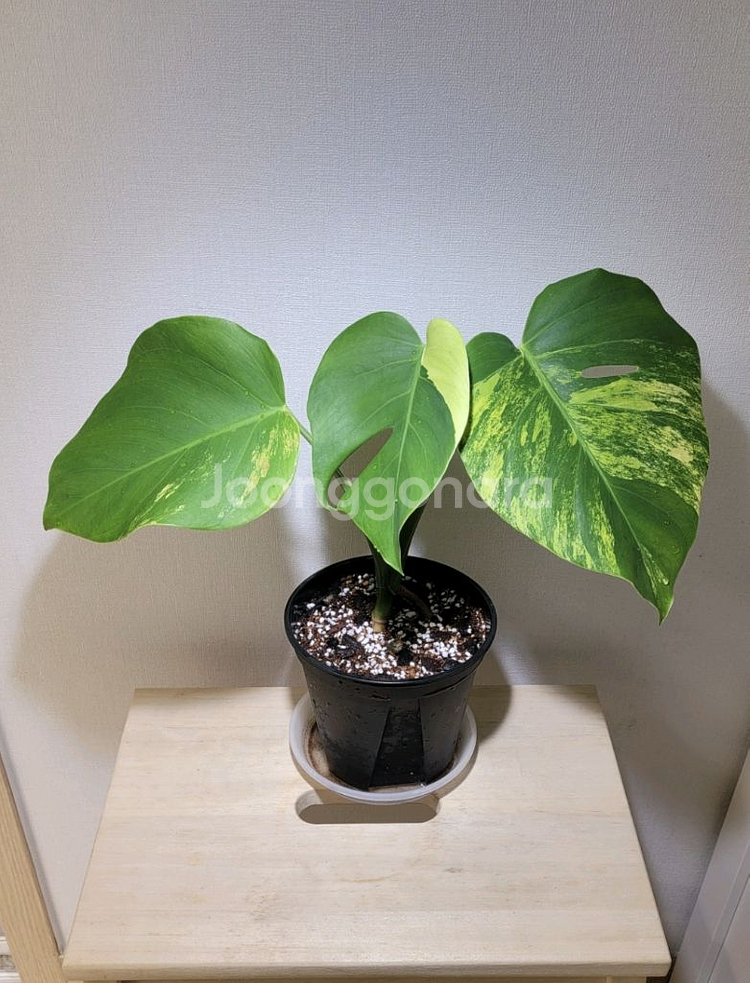 옐로우몬스테라(택포)--0