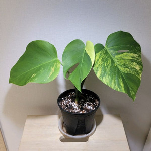 옐로우몬스테라(택포)