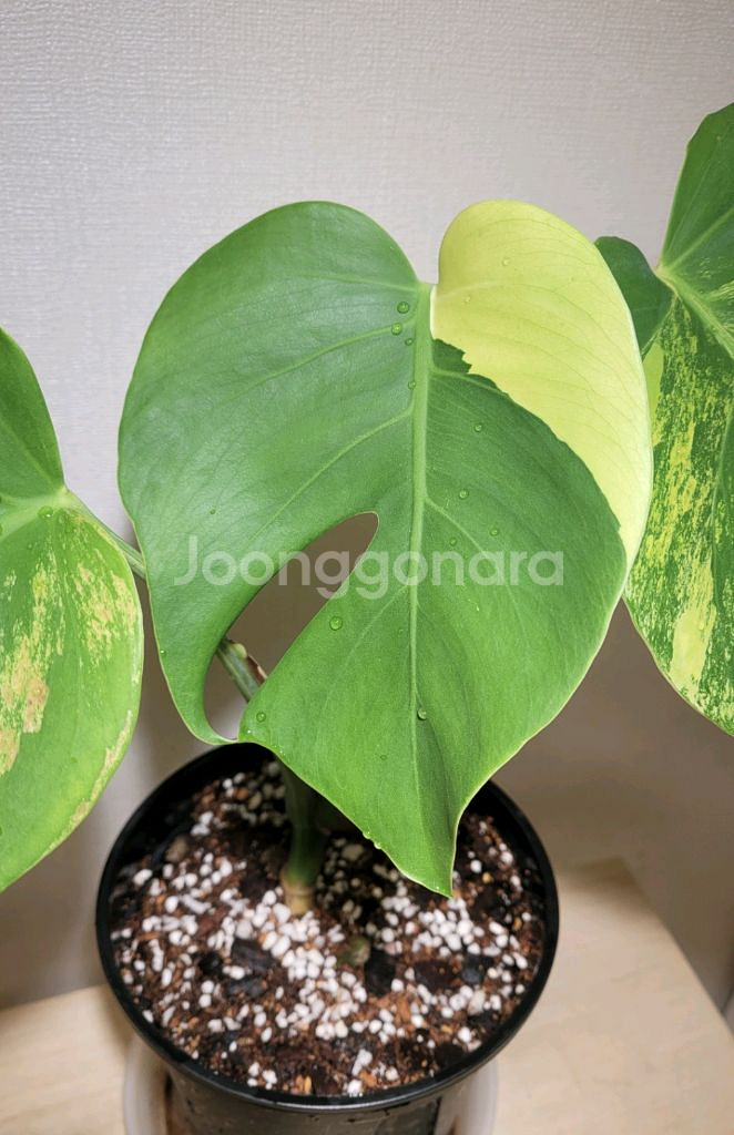 옐로우몬스테라(택포)--2