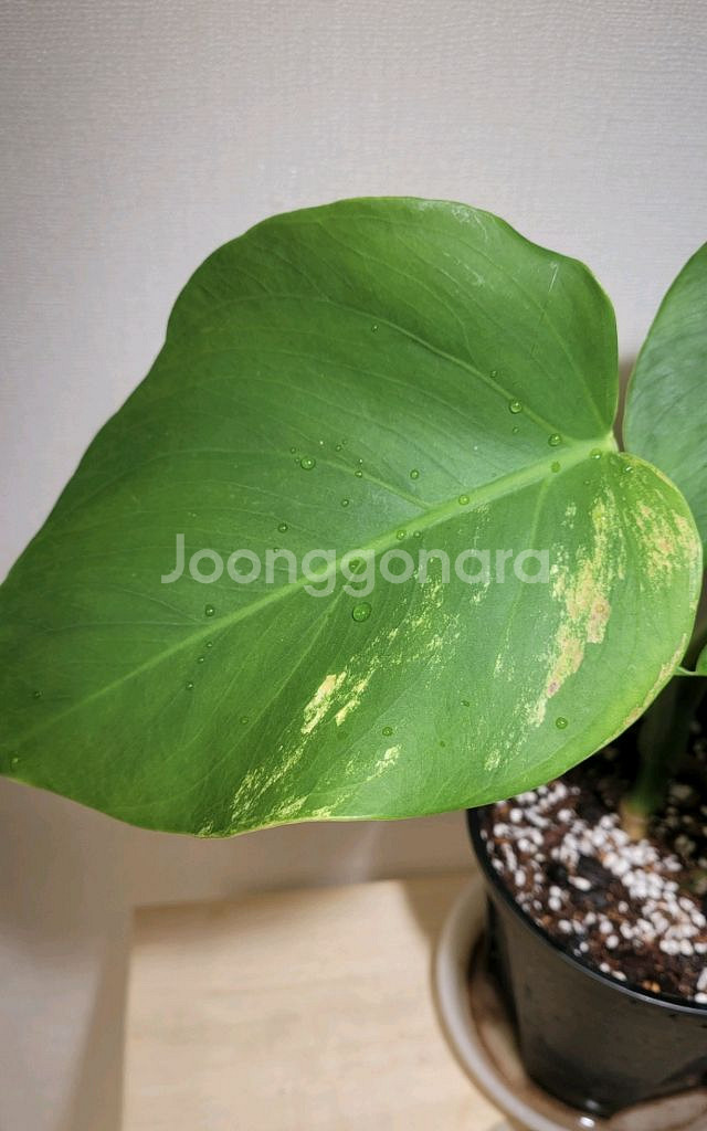 옐로우몬스테라(택포)--3