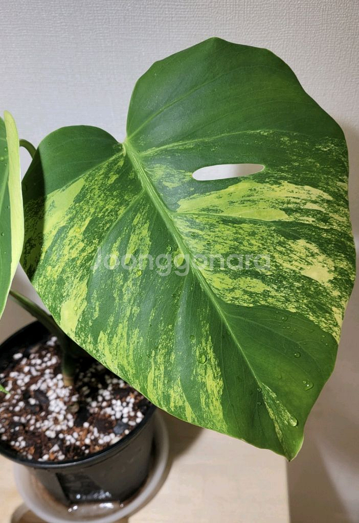 옐로우몬스테라(택포)--1
