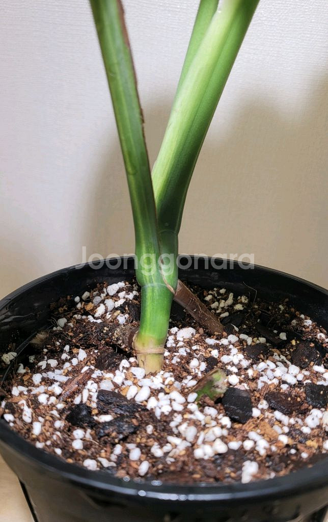 옐로우몬스테라(택포)--4