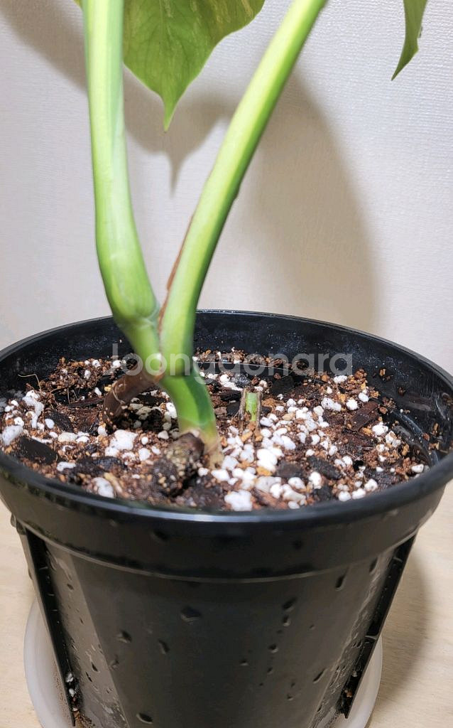 옐로우몬스테라(택포)--5