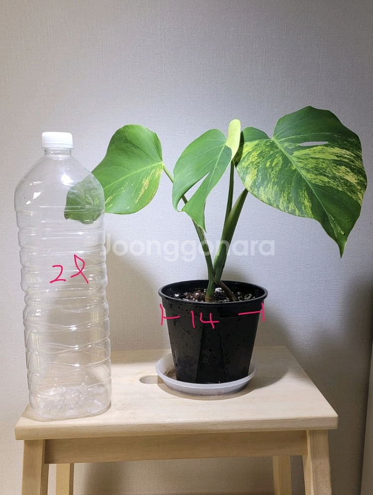 옐로우몬스테라(택포)--6