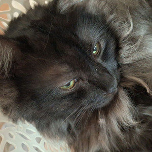 스텔라이브 쿠크다스 리제 스페셜포트카드 원합니다