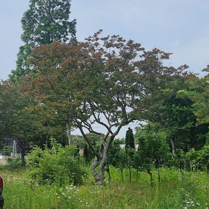 배롱나무 중고거래 | 중고나라 - 안심되는 중고거래