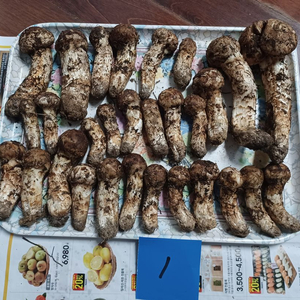 국내산 송이버섯 (1kg 25만원)