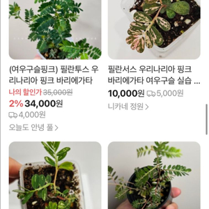 여우구슬 필란서스 핑크 바리에가타와 기타 식물 구매