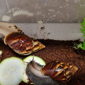 달팽이 드려요
