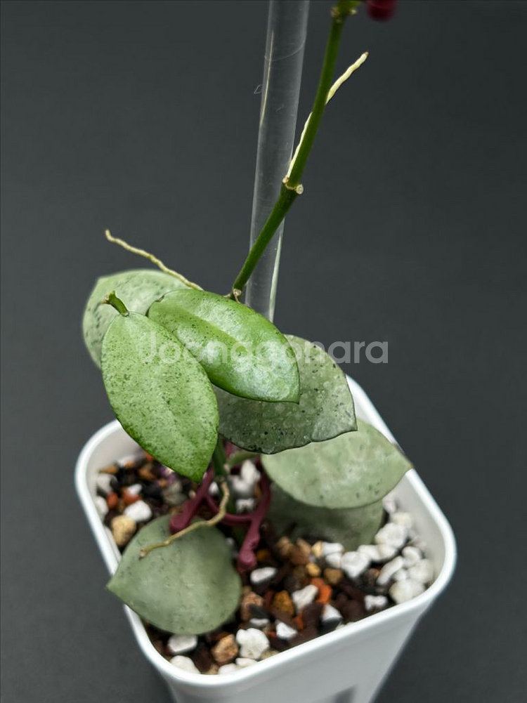 호야 민트코인--1