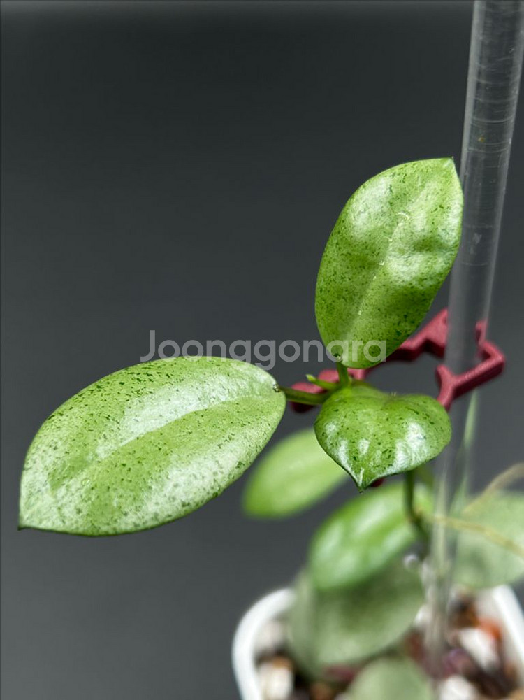 호야 민트코인--3